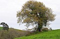 7192__einzelner grosser baum